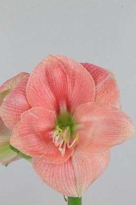 AMARYLLIS REVE - Tulip Flowers Tr LLC.