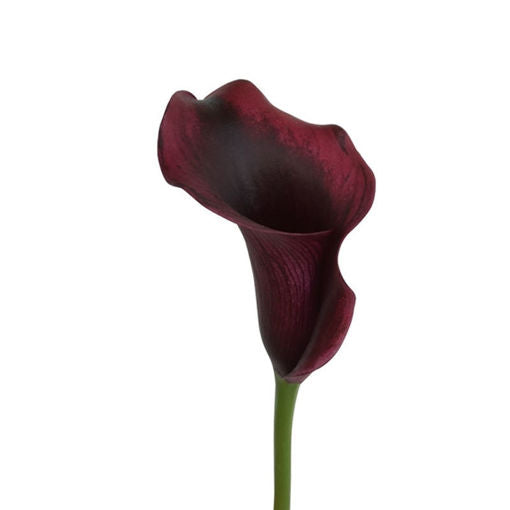 CALLA RUDOLPH MAROON - Tulip Flowers Tr LLC.