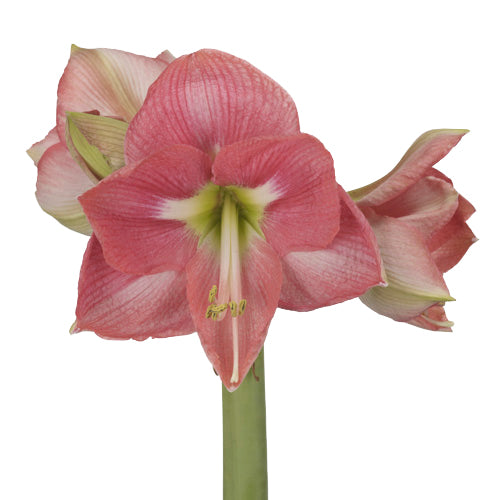 AMARYLLIS REVE - Tulip Flowers Tr LLC.