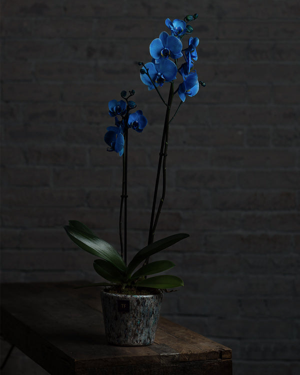 Blue Orchid Plant