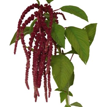 AMARANTHUS HANGING CORDATA RED - Tulip Flowers Tr LLC.