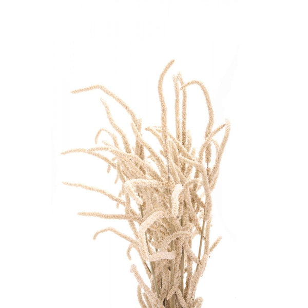 AMARANTHUS UPRIGHT YEARMING DESERT - Tulip Flowers Tr LLC.