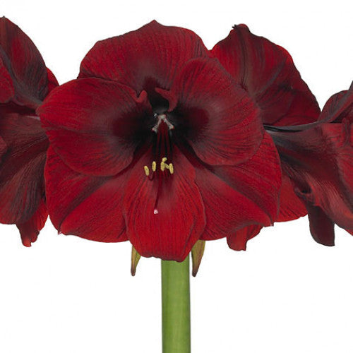 AMARYLLIS ROYAL VELVET - Tulip Flowers Tr LLC.