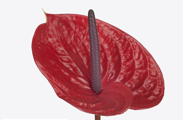 ANTHURIUM IMPULZ - Tulip Flowers Tr LLC.