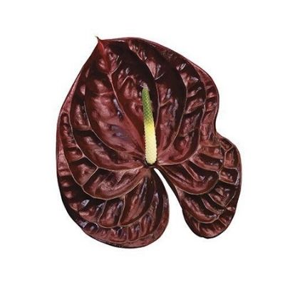 ANTHURIUM TROPIC NIGHT - Tulip Flowers Tr LLC.