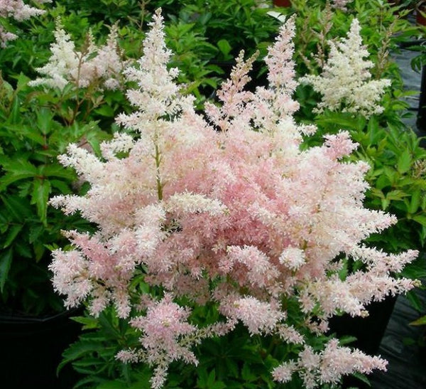 ASTILBE EUROPA - Tulip Flowers Tr LLC.