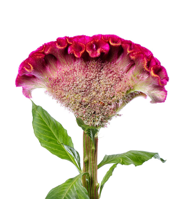 CELOSIA ACT RIMA - Tulip Flowers Tr LLC.