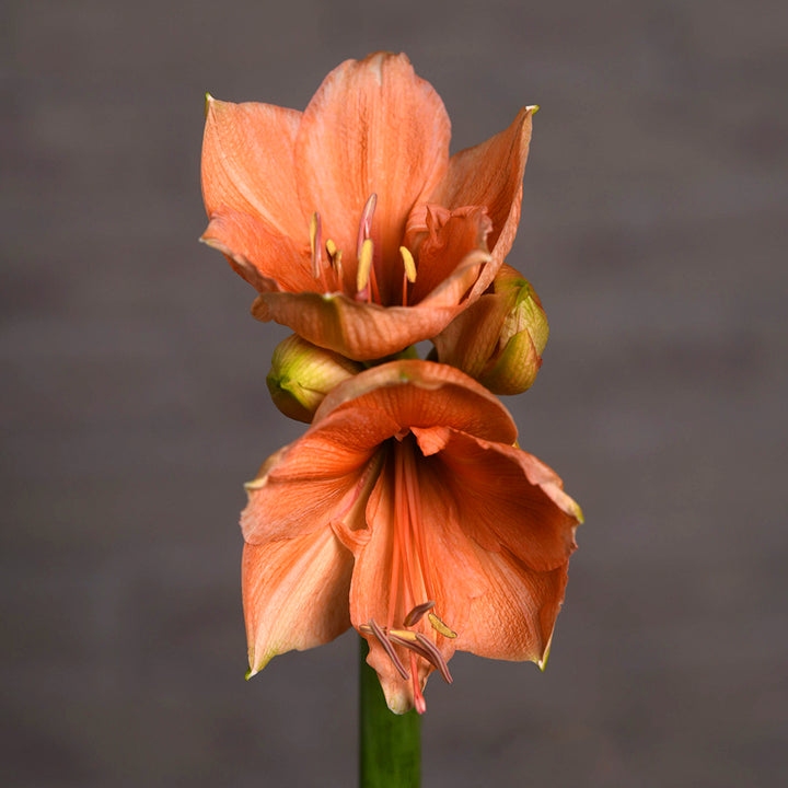 Amaryllis Flower Vase Arrangement - Tulip Flowers Tr LLC.
