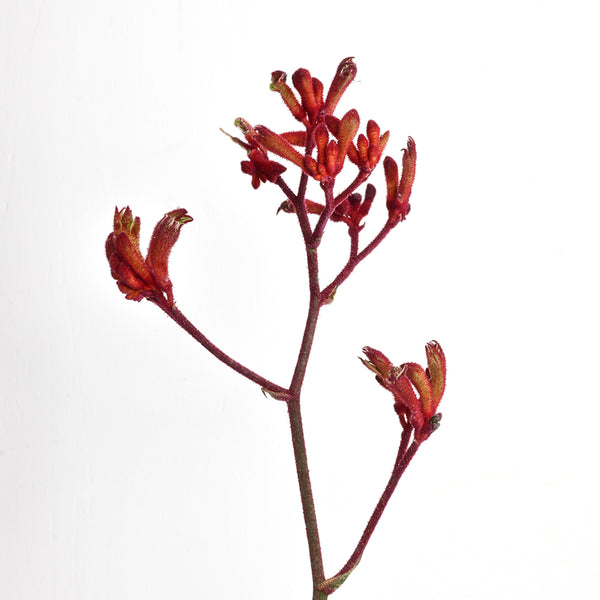 Red Anigozanthos - Tulip Flowers Tr LLC.