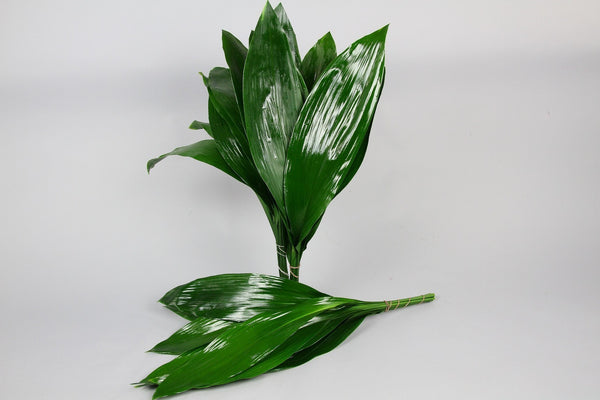 ASPIDISTRA GREEN OCEAN - Tulip Flowers Tr LLC.