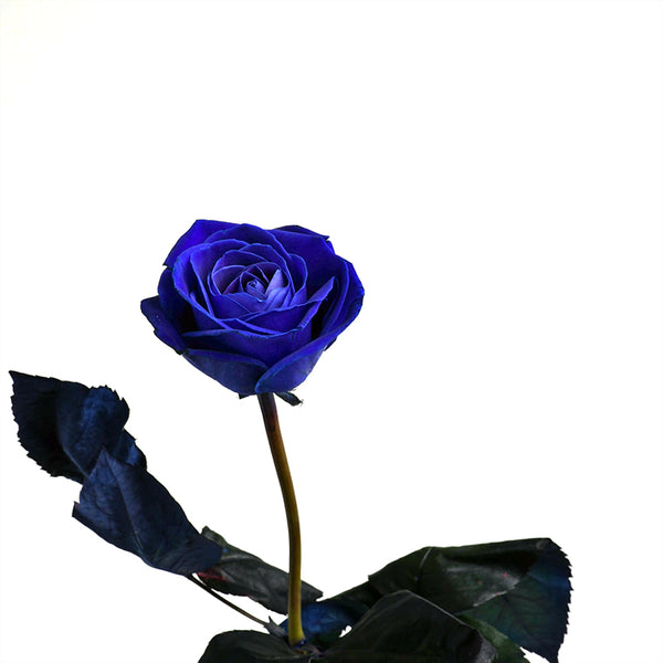 Blue Garden Rose - Tulip Flowers Tr LLC.