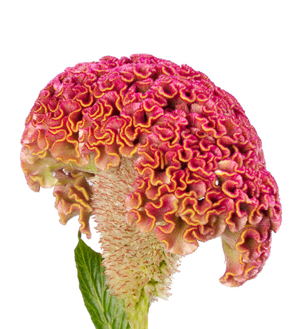 CELOSIA REPRISE PINK - Tulip Flowers Tr LLC.