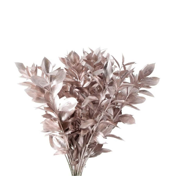 CUTGREENS RUSCUS DYED CHAMPAGNE - Tulip Flowers Tr LLC.