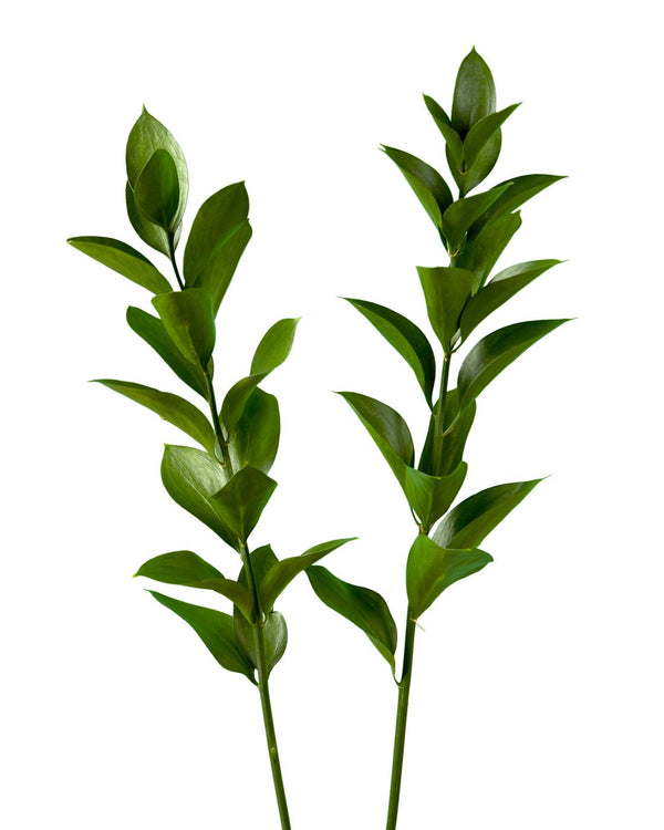 CUTGREENS RUSCUS DYED FROST MINT - Tulip Flowers Tr LLC.