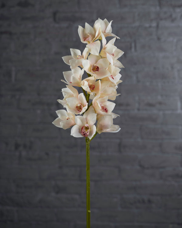 Cymbidium Stem Cream