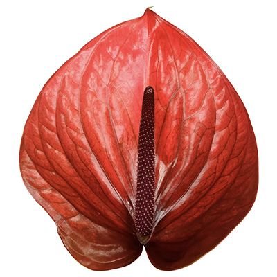 ANTHURIUM CANTELLO - Tulip Flowers Tr LLC.