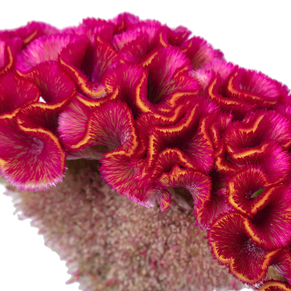 CELOSIA ACT RIMA - Tulip Flowers Tr LLC.
