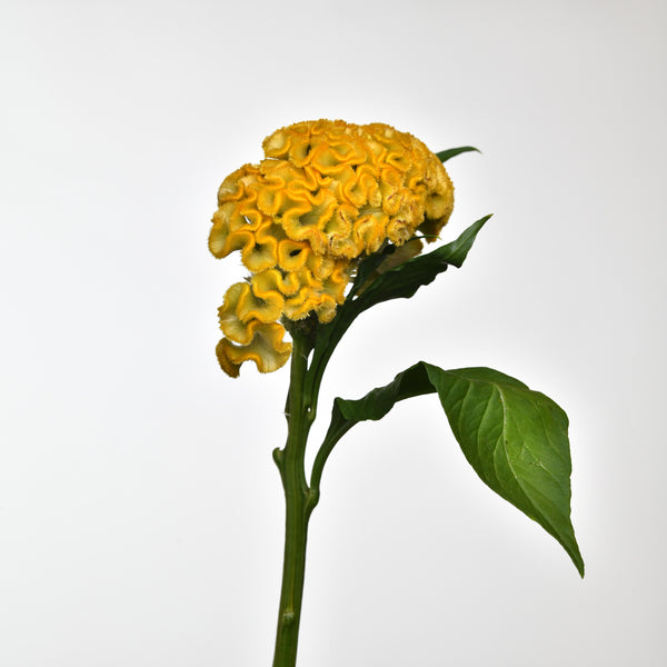 CELOSIA ACT INCA YELLOW - Tulip Flowers Tr LLC.