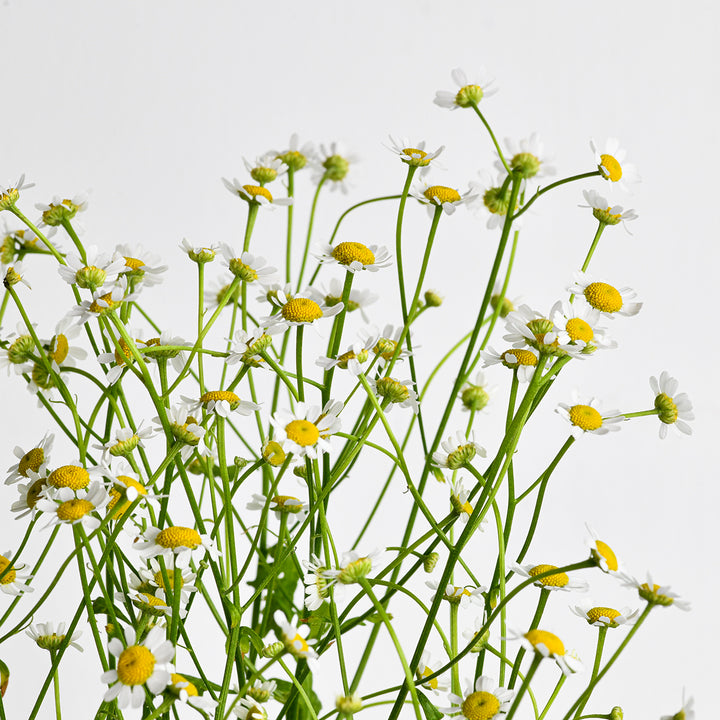 Chamomile flower - Tulip Flowers Tr LLC.