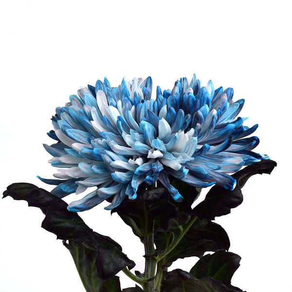 Chrysanthemum "Deco" - Tulip Flowers Tr LLC.