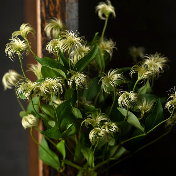 Clematis "old mans beard" - Tulip Flowers Tr LLC.