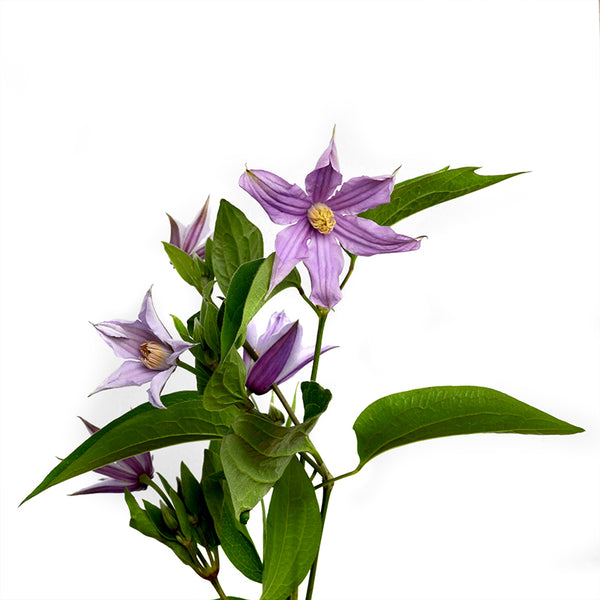 Clematis Purple - Tulip Flowers Tr LLC.