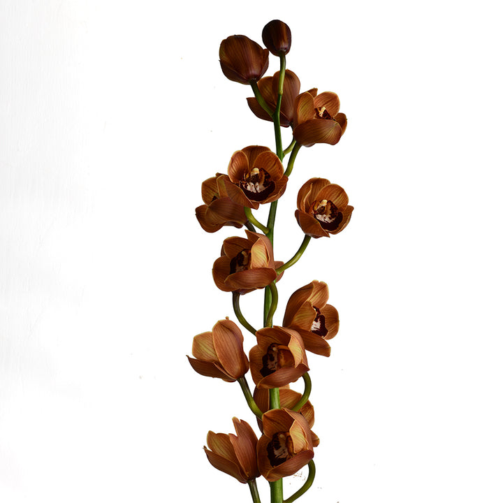 Unique Cymbidiom Flower Arrangement - Tulip Flowers Tr LLC.