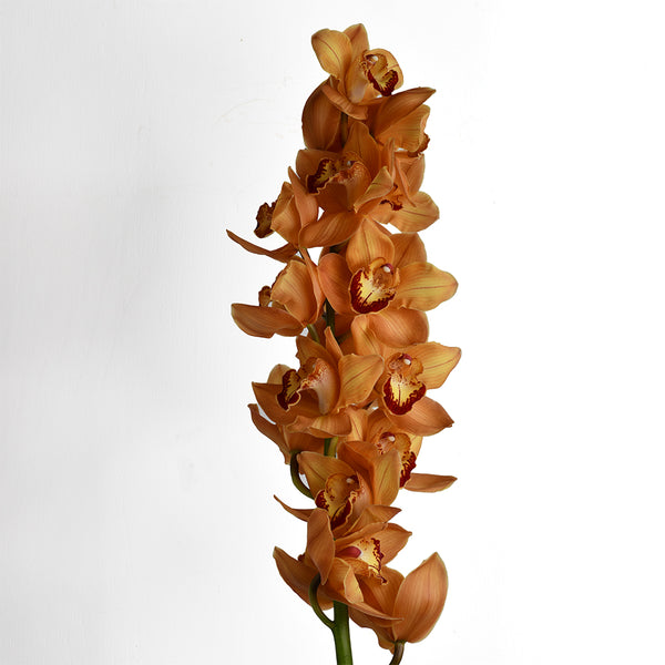 Cymbidium Flowers Collection - Tulip Flowers Tr LLC.