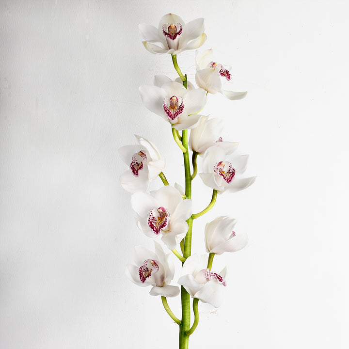 Unique Cymbidiom Flower Arrangement - Tulip Flowers Tr LLC.