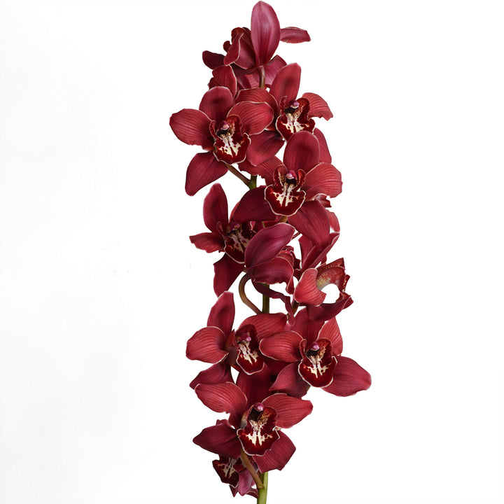 Cymbidium Flowers Collection - Tulip Flowers Tr LLC.