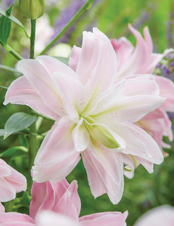 LILIES DOUBLE LOTUS QUEEN LIGHT PINK - Tulip Flowers Tr LLC.