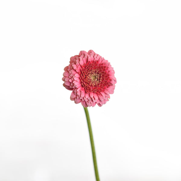 GERBERA MINI POMPONI BOKITO PINK - Tulip Flowers Tr LLC.