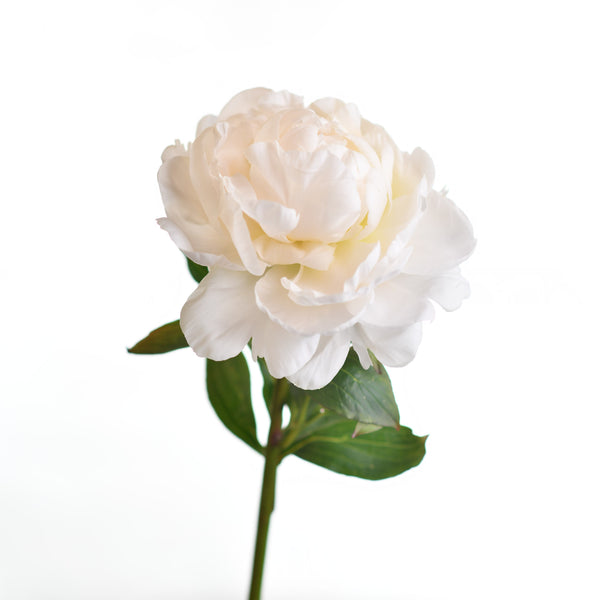 Peony White - Tulip Flowers Tr LLC.