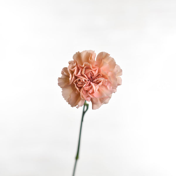 CARNATION SINGLE MARUCHI - Tulip Flowers Tr LLC.