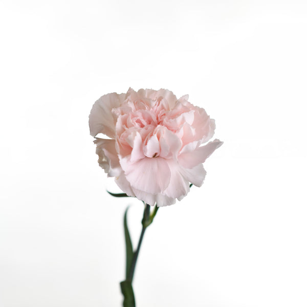 Carnation Lege Pink - Tulip Flowers Tr LLC.