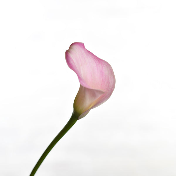 Calla-lily Pink - Tulip Flowers Tr LLC.