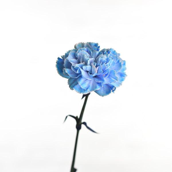 Carnation Blue - Tulip Flowers Tr LLC.