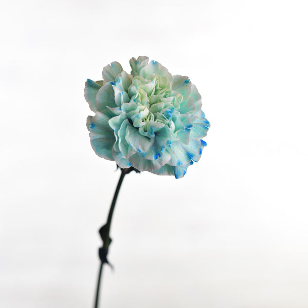 Carnation light Blue - Tulip Flowers Tr LLC.