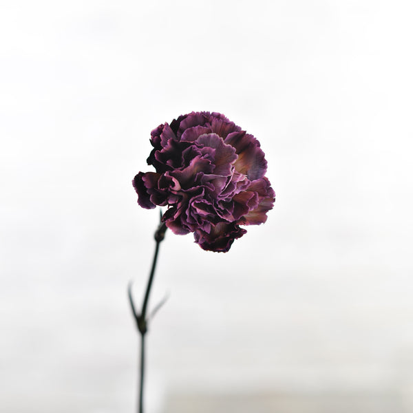 Carnation Violetta - Tulip Flowers Tr LLC.