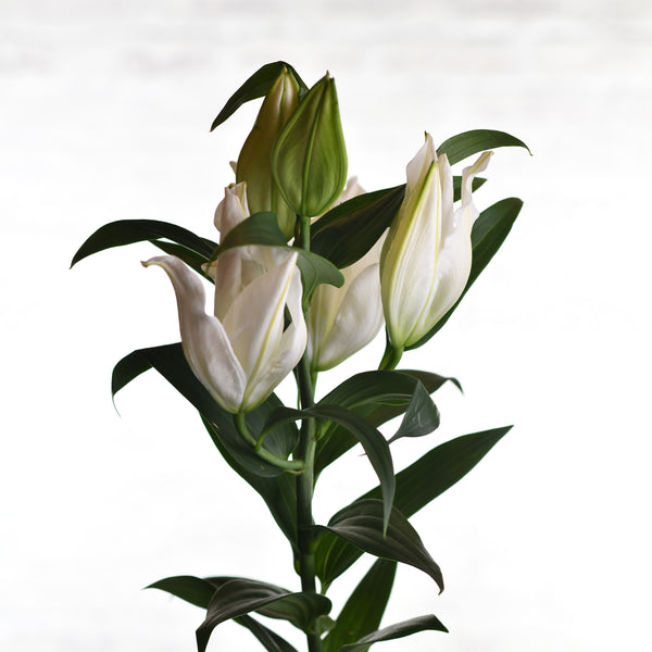 LILIES ZAMBESI "White" - Tulip Flowers Tr LLC.