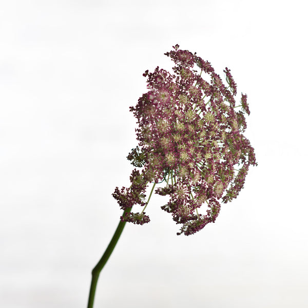 DAUCUS CAROTA - Tulip Flowers Tr LLC.