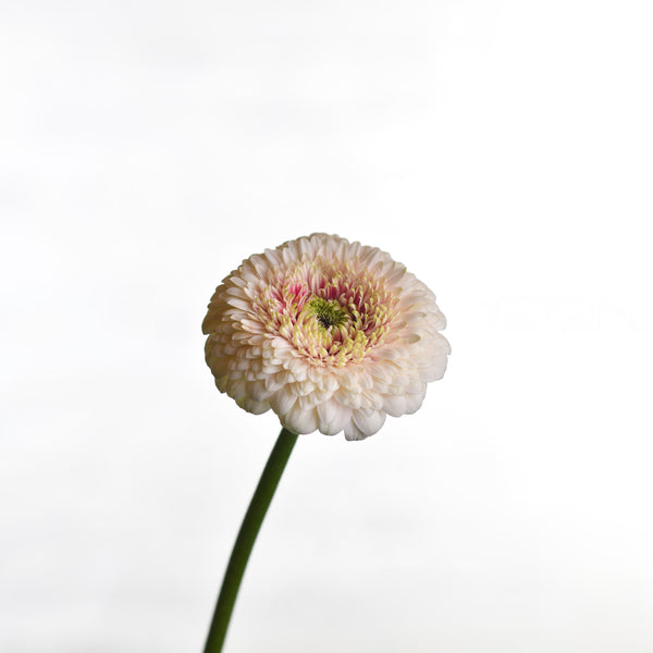 Gerbera "Off White " - Tulip Flowers Tr LLC.