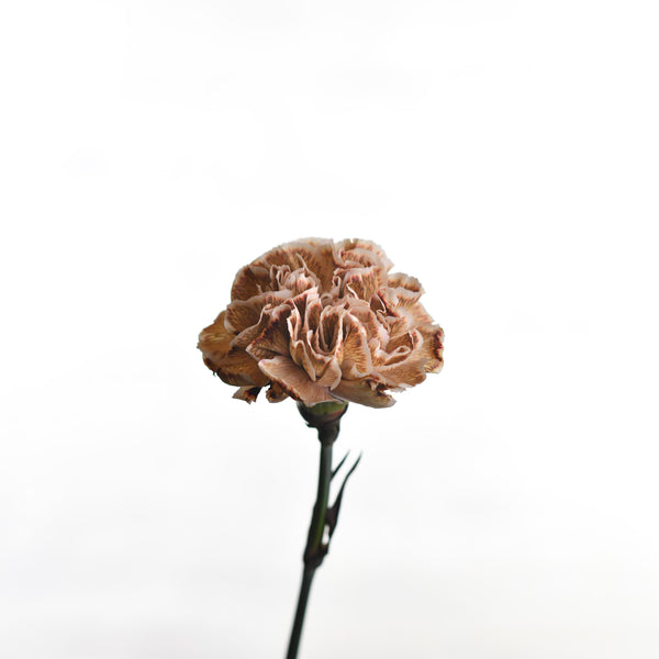 CARNATION VIP SINGLE SWEET CARMEL - Tulip Flowers Tr LLC.