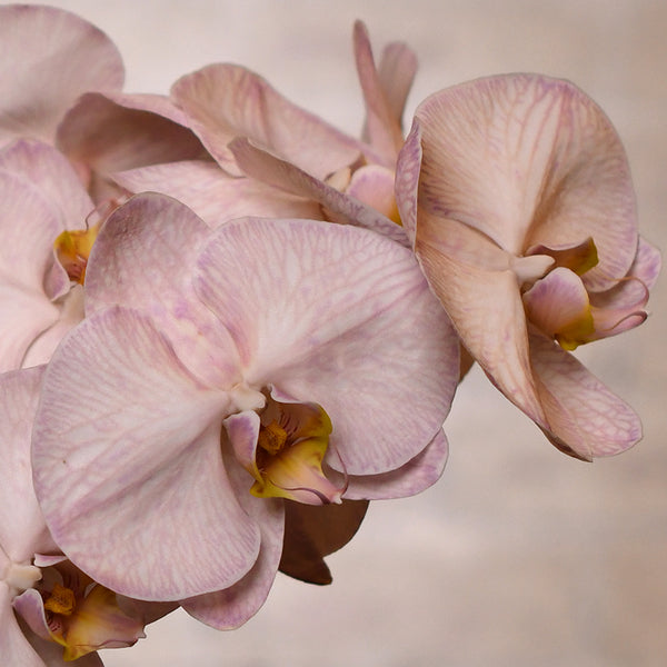 Phalaenopsis Brown - Tulip Flowers Tr LLC.