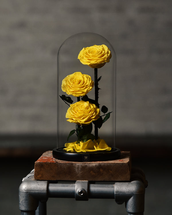زهرة صفراء تريو إنفينيتي