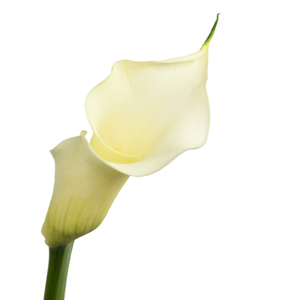 Callalily - Tulip Flowers Tr LLC.