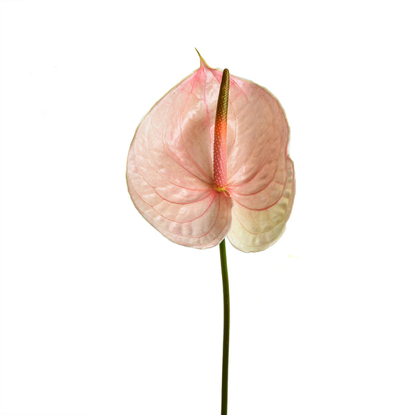 Anthurium Flowers Collection - Tulip Flowers Tr LLC.