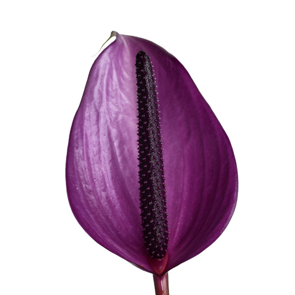 Anthurium Flowers Collection - Tulip Flowers Tr LLC.