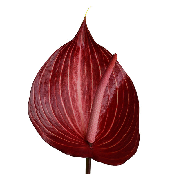 Anthurium Flowers Collection - Tulip Flowers Tr LLC.