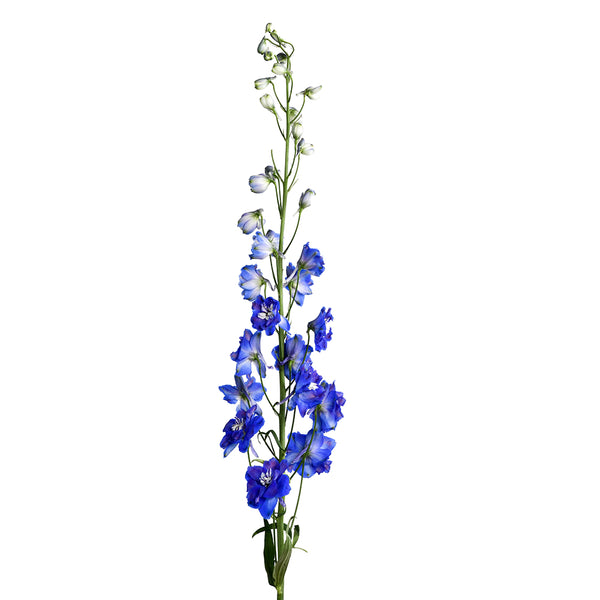 Delphinium Flower Collection - Tulip Flowers Tr LLC.